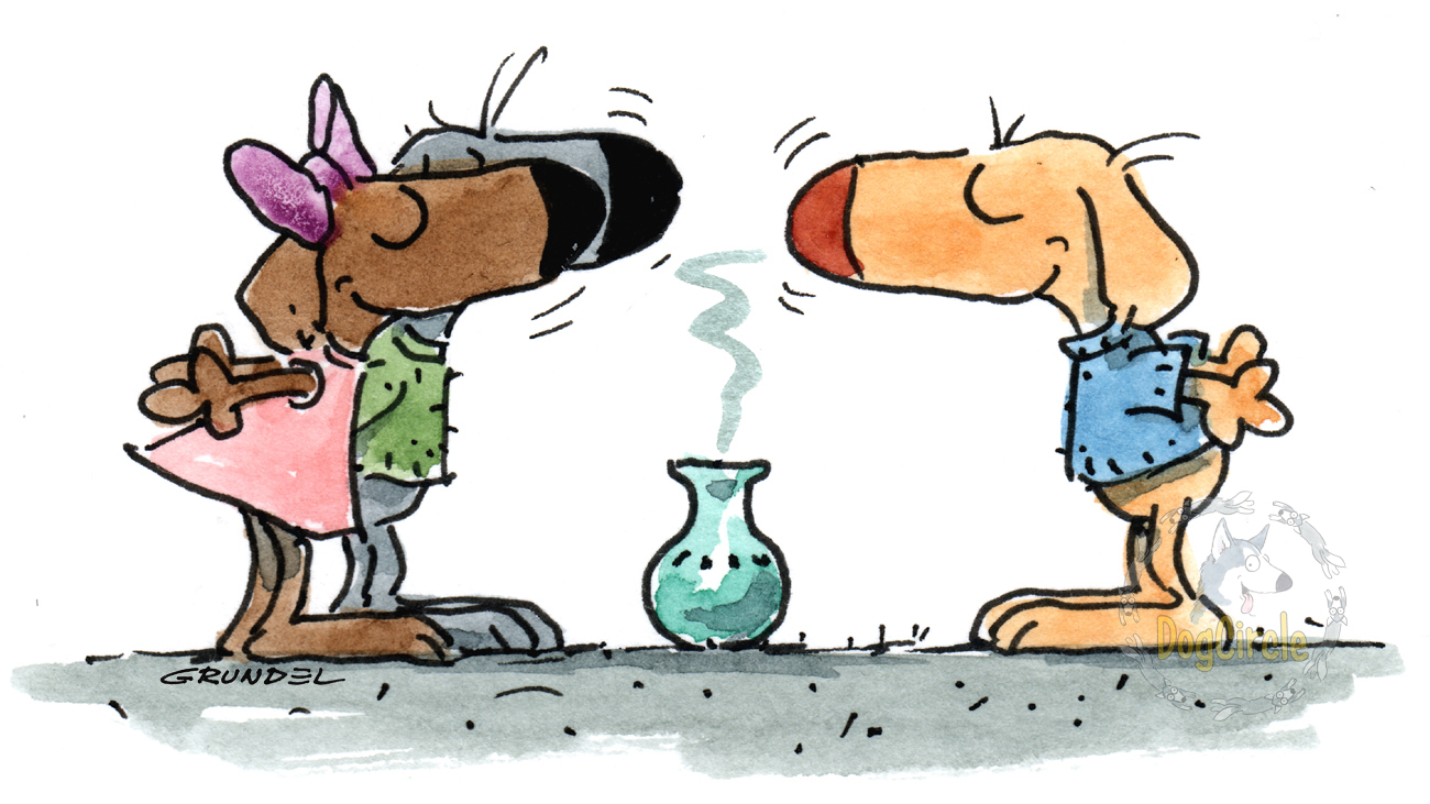 Bild: Schnüffel-/Nasenarbeit Aufbaukurs Kursbild